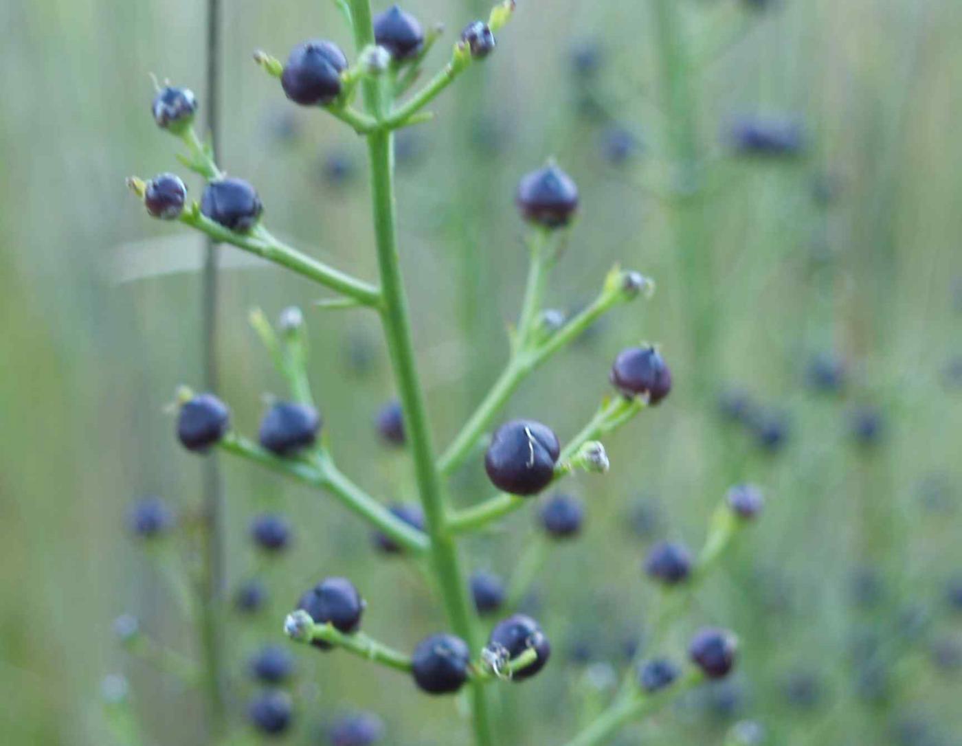 Figwort, Dog fruit